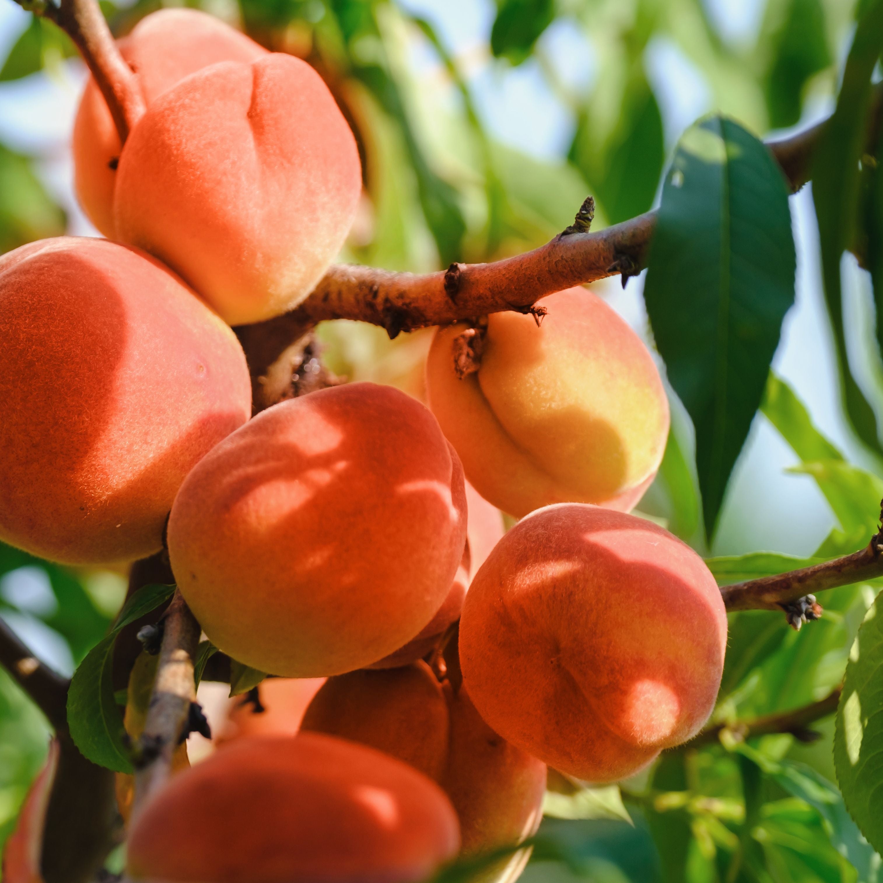 Tom Ford - Bitter Peach