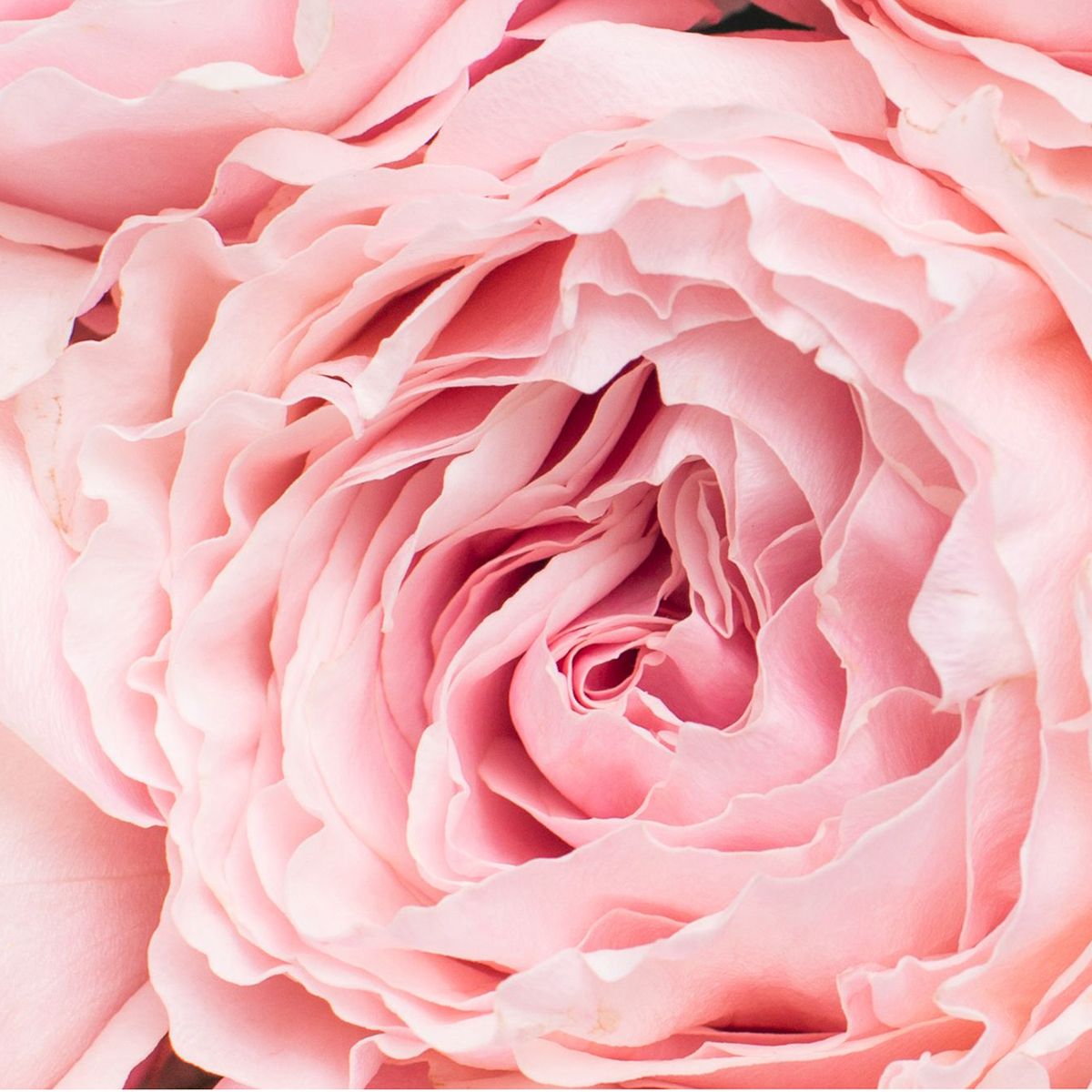 Gucci - Bloom