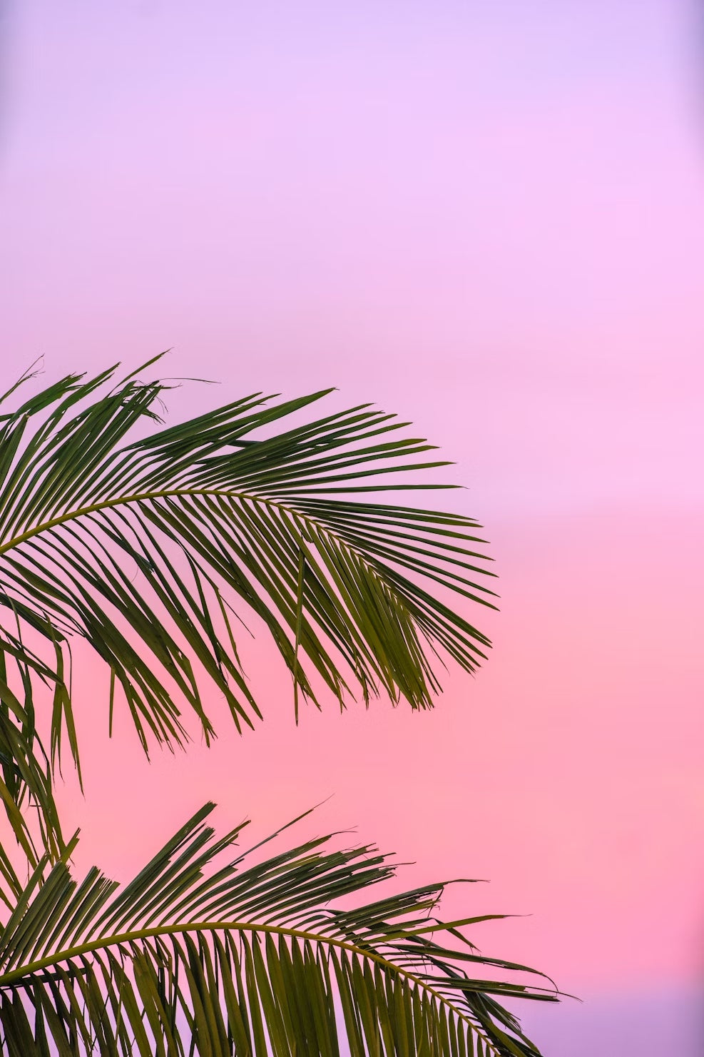 Summer Fragrances