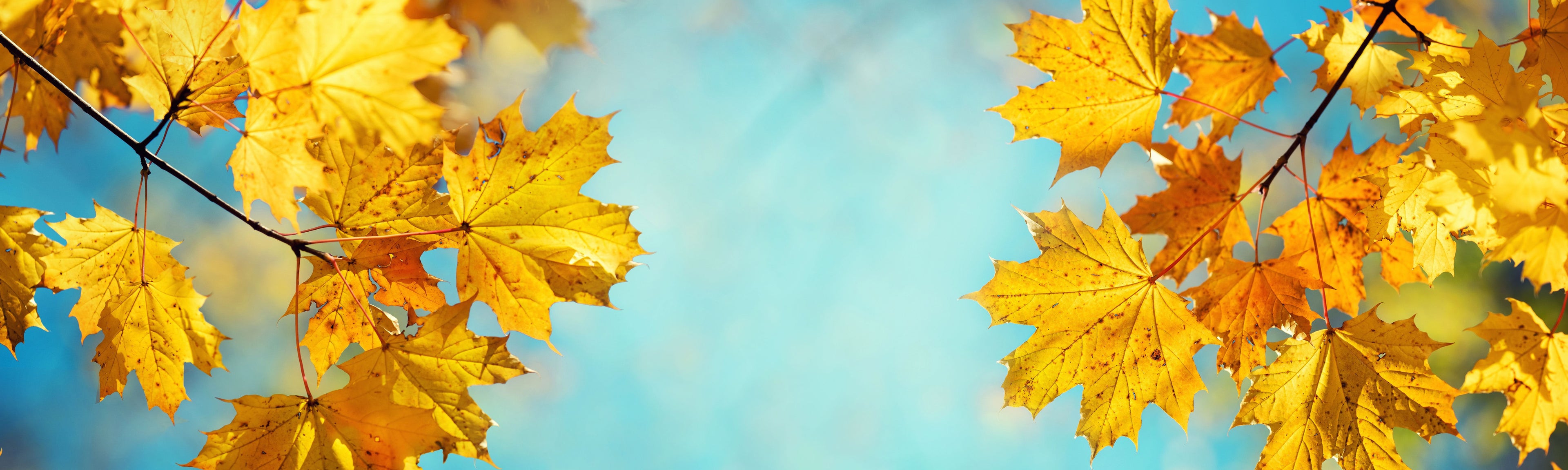 Fall Fragrances