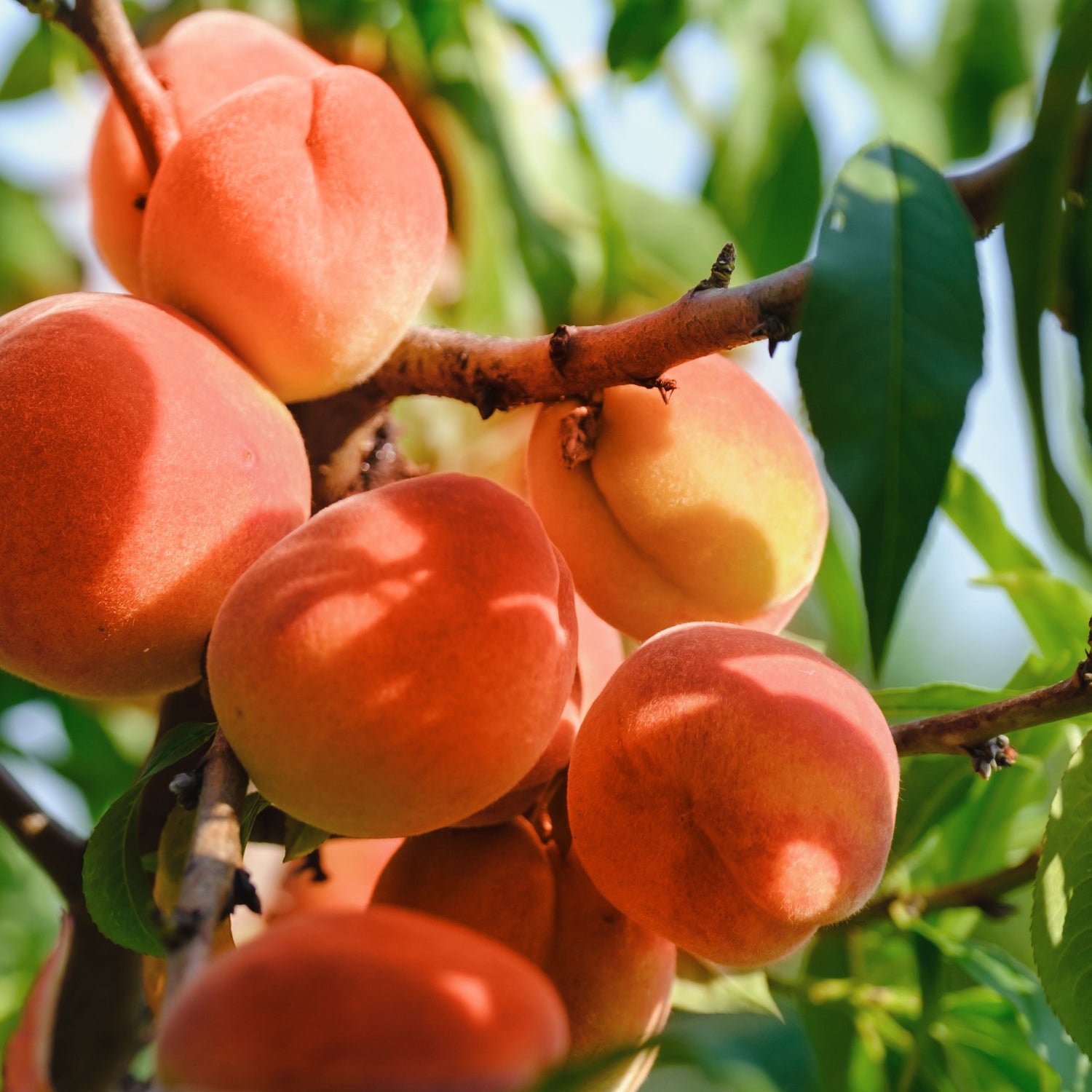 Tom Ford - Bitter Peach
